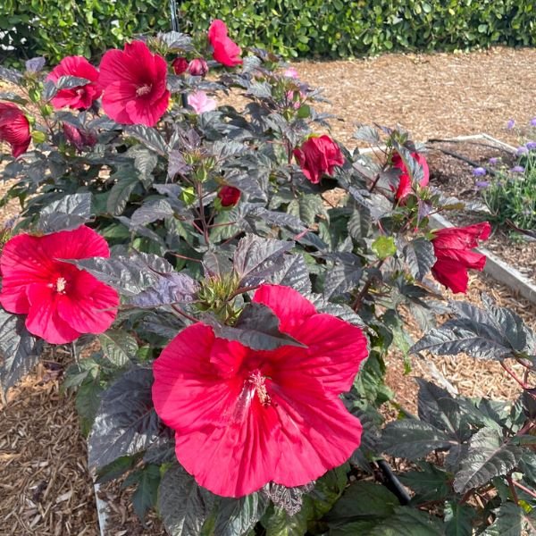 MoonShadow™ Carmine Hardy Hibiscus - Bush - Nature Hills Nursery - 2 Container - 