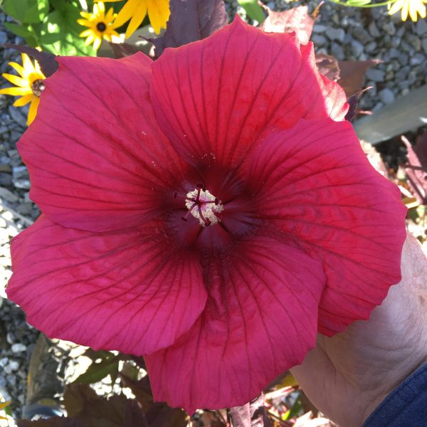 MoonShadow™ Morello Hardy Hibiscus - Nature Hills Nursery - Bareroot - 