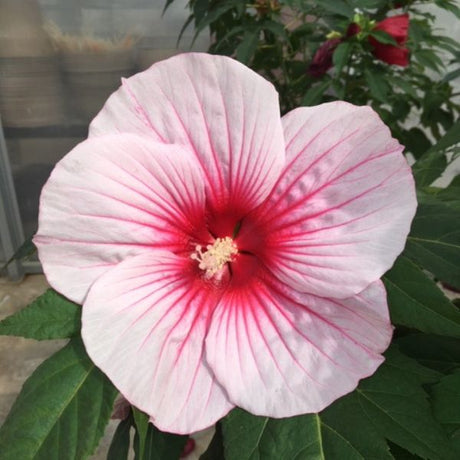 MoonShadow Rosita Hardy Hibiscus large pale pink bloom with deep crimson center veining and prominent stamens.
