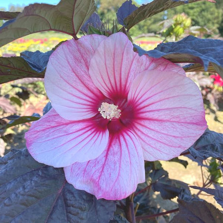 MoonShadow Rosita Hardy Hibiscus bloom with pink petals, deep magenta veining, and white stamens against dark foliage.