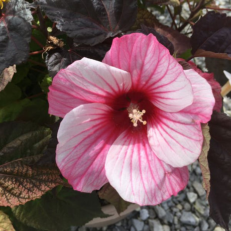 MoonShadow Rosita Hardy Hibiscus large pink and white flower with deep rose veining against dark burgundy foliage.