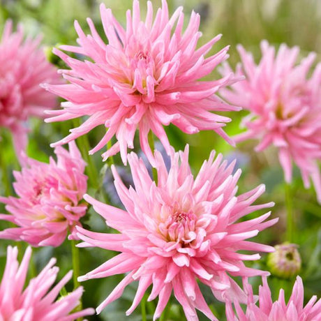 Mother's Day Pink Dahlia - Nature Hills Nursery - 7 Pack Bulbs - 