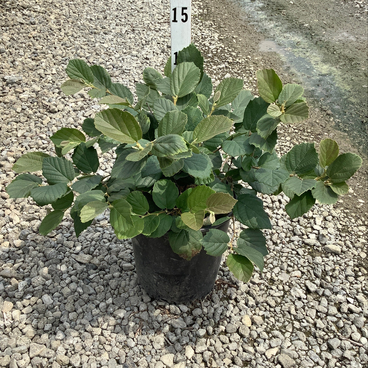 Mount Airy Fothergilla