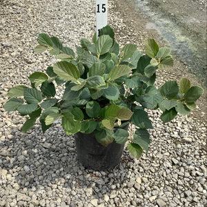 Mount Airy Fothergilla