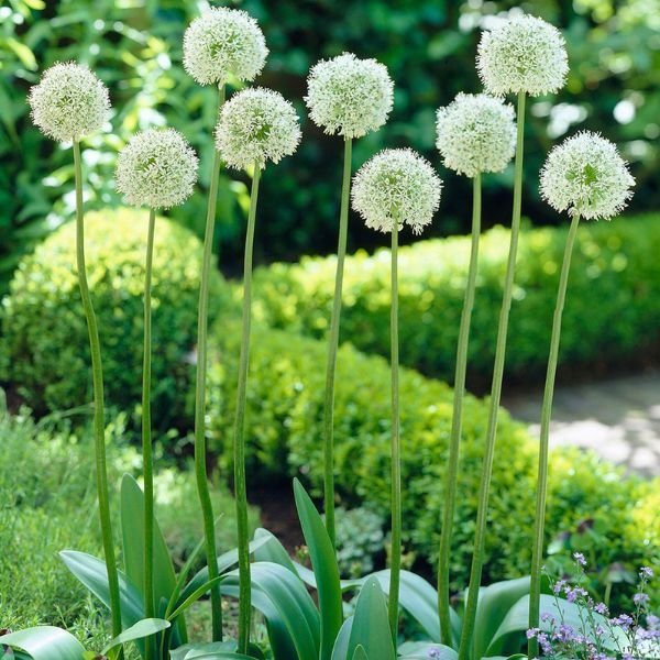 Mount Everest Allium - Bulbs - Nature Hills Nursery - 3 Pack Bulbs - 