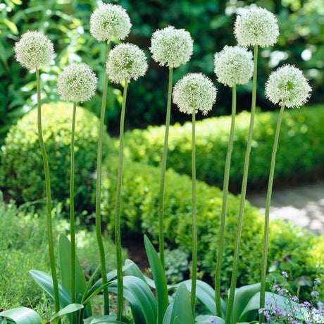 Mount Everest Allium - Bulbs - Nature Hills Nursery - 3 Pack Bulbs - 