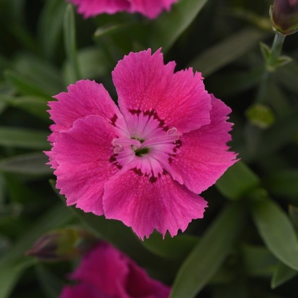 Mountain Frost&trade; Rose Bouquet Dianthus - Nature Hills Nursery - #1 Container 2 Pack - 