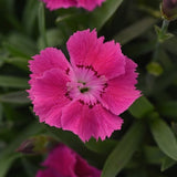 Mountain Frost&trade; Rose Bouquet Dianthus - Nature Hills Nursery - #1 Container 2 Pack - 