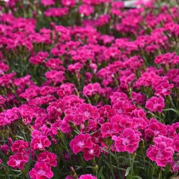 Mountain Frost&trade; Rose Bouquet Dianthus - Nature Hills Nursery - #1 Container 2 Pack - 
