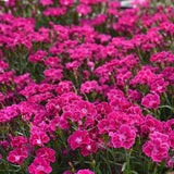 Mountain Frost&trade; Rose Bouquet Dianthus - Nature Hills Nursery - #1 Container 2 Pack - 