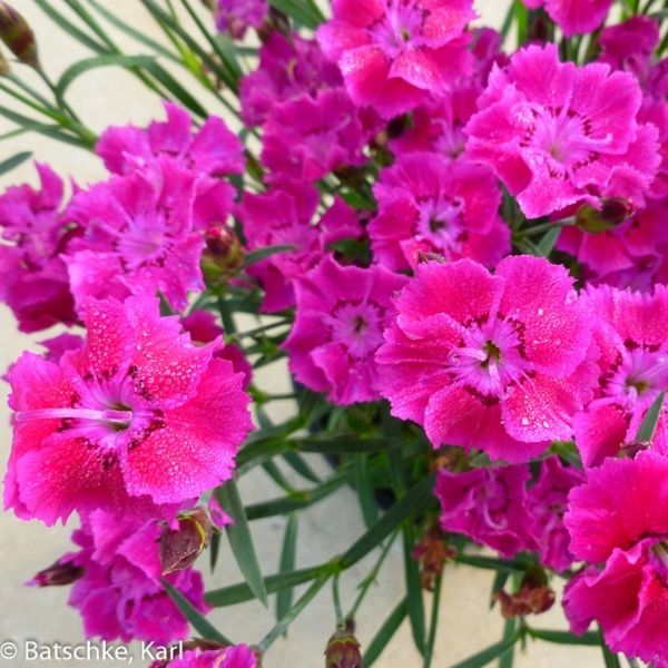 Mountain Frost&trade; Rose Bouquet Dianthus - Nature Hills Nursery - #1 Container 2 Pack - 