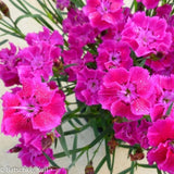 Mountain Frost&trade; Rose Bouquet Dianthus - Nature Hills Nursery - #1 Container 2 Pack - 