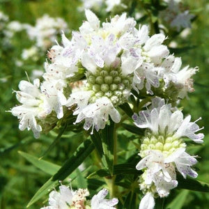 Mountain Mint - Nature Hills Nursery - 2x2x3 Inch Container 3 Pack - 