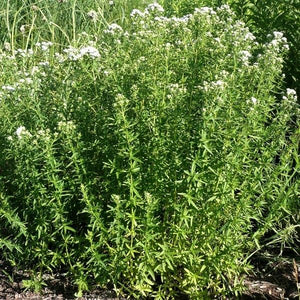 Mountain Mint - Nature Hills Nursery - 2x2x3 Inch Container 3 Pack - 