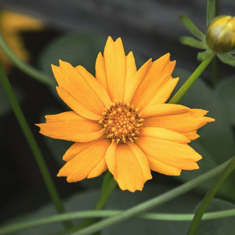 Mouse Ear Coreopsis - Nature Hills Nursery - #1 Container - 