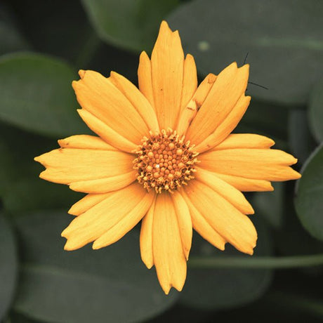 Mouse Ear Coreopsis - Nature Hills Nursery - #1 Container - 