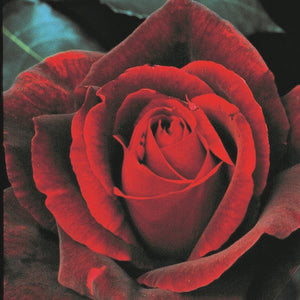 Close-up of red rosa flowers on Mister Lincoln Hybrid Tea Rose.
