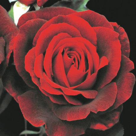 Mister Lincoln Hybrid Tea Rose (Rosa 'Mister Lincoln'), a shrub featuring red flowers and deciduous.