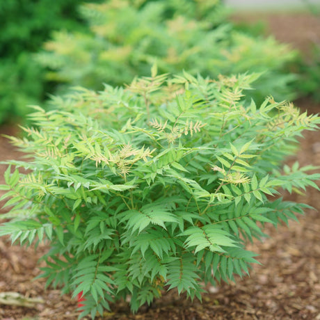 Mr Mustard False Spiraea shrub, front view