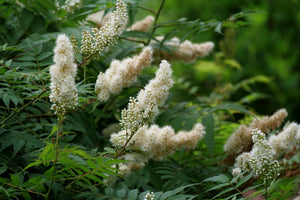 Mr Mustard False Spiraea shrub, view 10