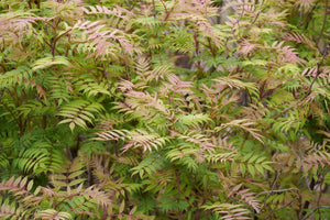 Mr Mustard False Spiraea shrub, side view