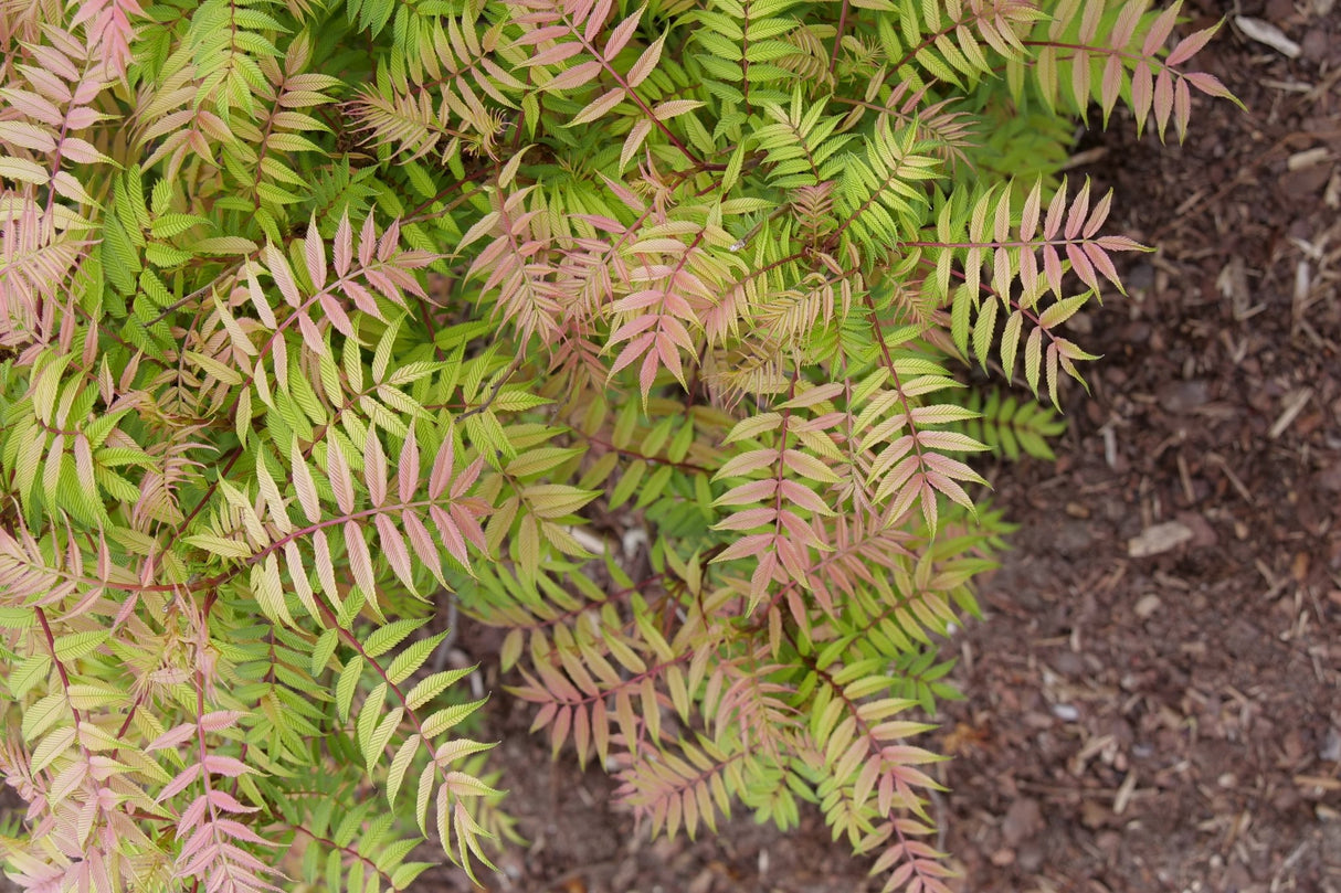 Mr Mustard False Spiraea shrub, detail view
