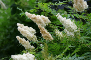 Mr Mustard False Spiraea shrub, close-up