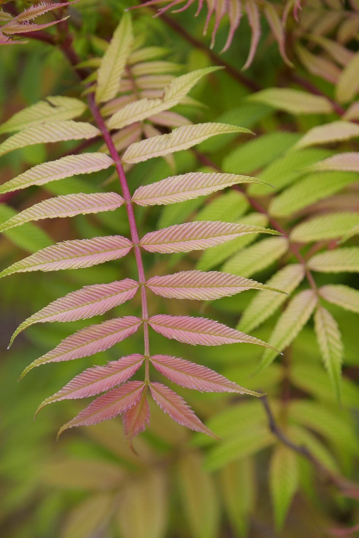 Mr Mustard False Spiraea shrub, garden view