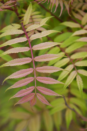 Mr Mustard False Spiraea shrub, garden view