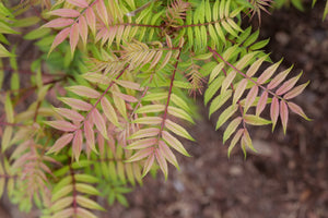 Mr Mustard False Spiraea shrub, bloom detail