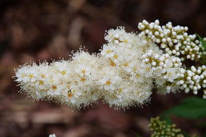 Mr Mustard False Spiraea shrub, view 9