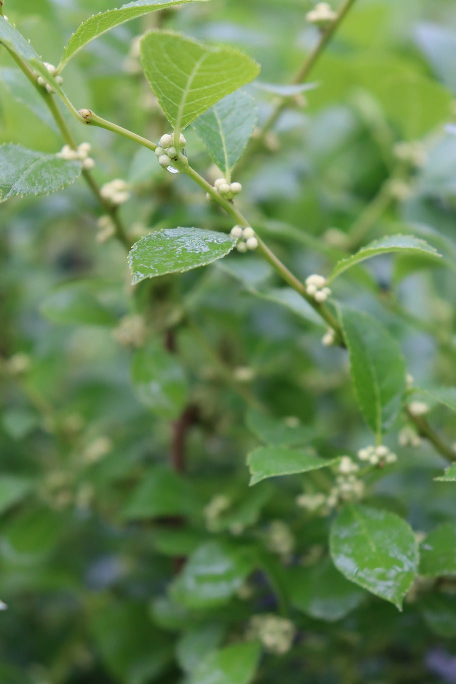 Mr. Poppins® Winterberry Holly