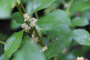 Mr. Poppins® Winterberry Holly