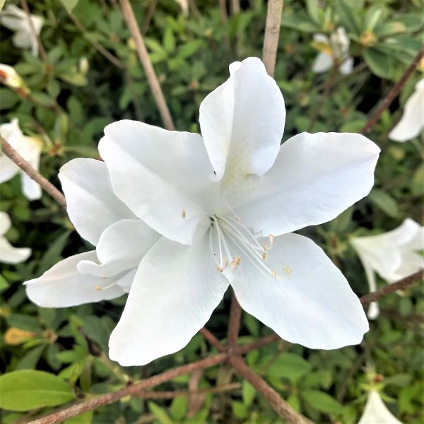Mrs. G.G. Gerbing Azalea - Nature Hills Nursery - #3 Container - 