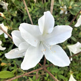 Mrs. G.G. Gerbing Azalea - Nature Hills Nursery - #3 Container - 