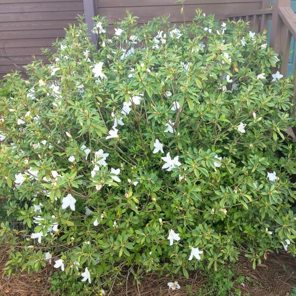 Mrs. G.G. Gerbing Azalea - Nature Hills Nursery - #3 Container - 