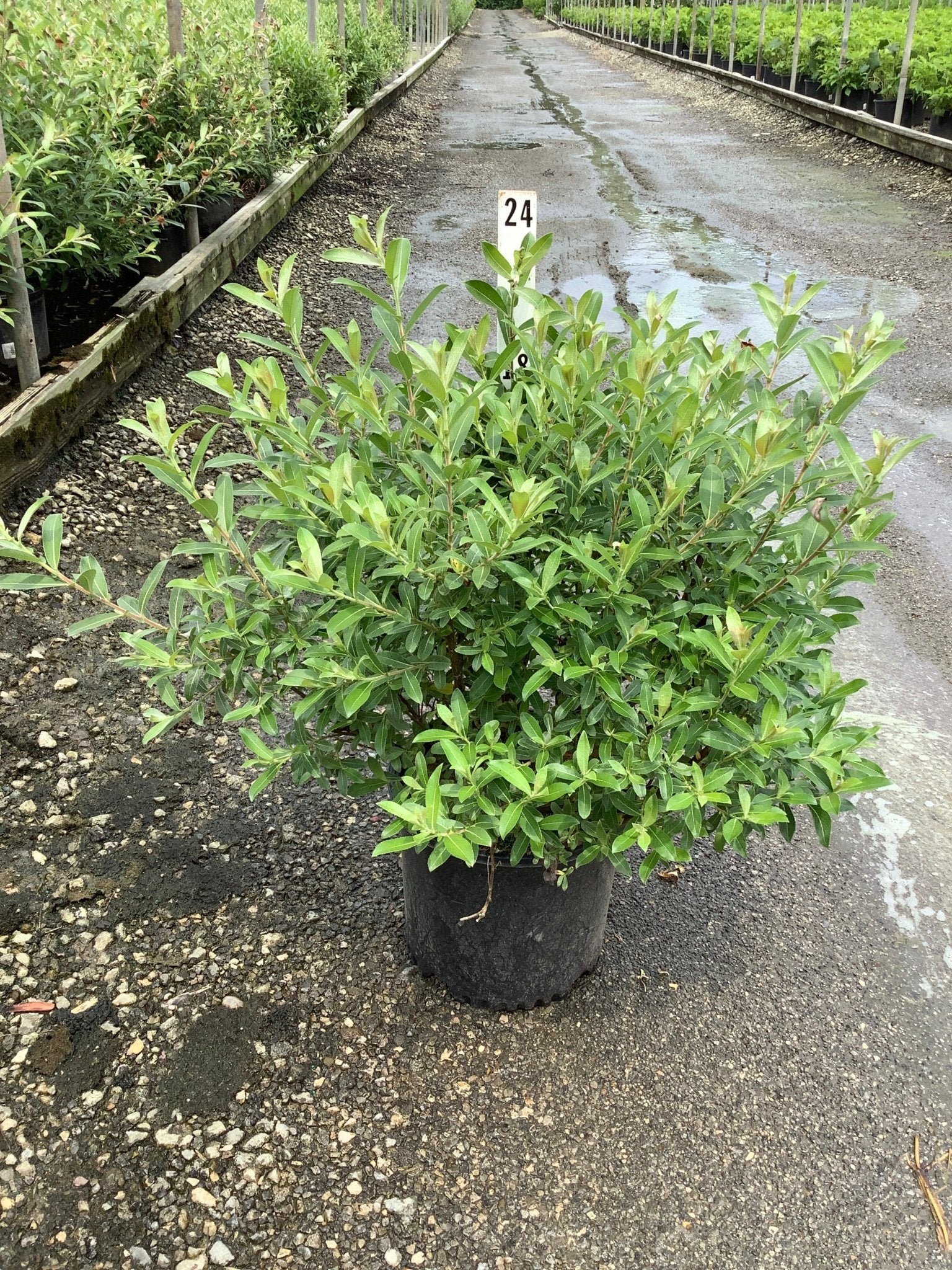 Pink Pussy Willow | Buy at NatureHills.com