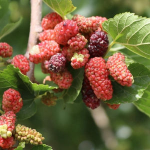 Red Mulberry Tree