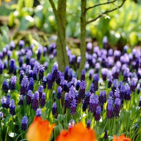 Multi Color Latifrlum Grape Hyacinth