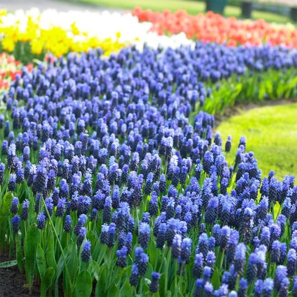 Multi Color Latifrlum Grape Hyacinth Blooms Flower Bed