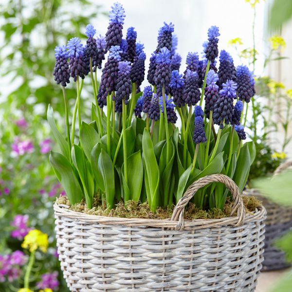 Multi Color Latifrlum Grape Hyacinth Blooms