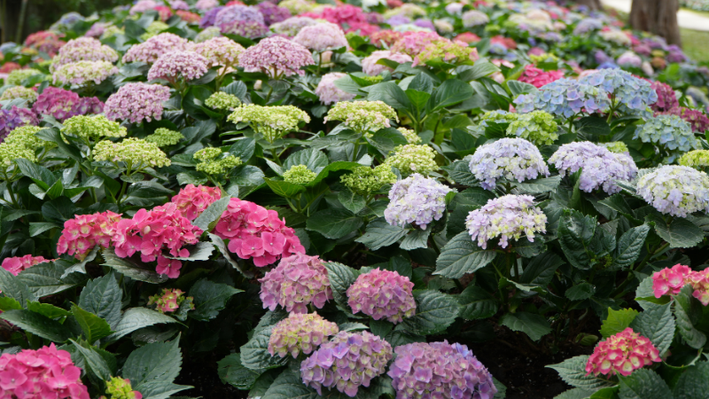 A wide-angle field of blooming hydrangea shrubs with vibrant pink, lilac, and pale blue flower heads surrounded by deep green foliage.