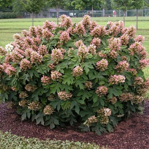 Munchkin Oakleaf Hydrangea - Nature Hills Nursery - #3 Container - 