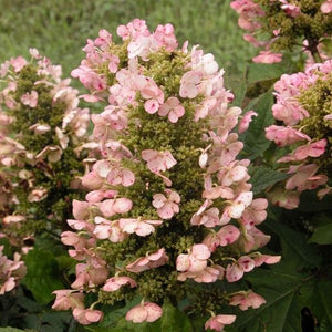 Munchkin Oakleaf Hydrangea - Nature Hills Nursery - #3 Container - 