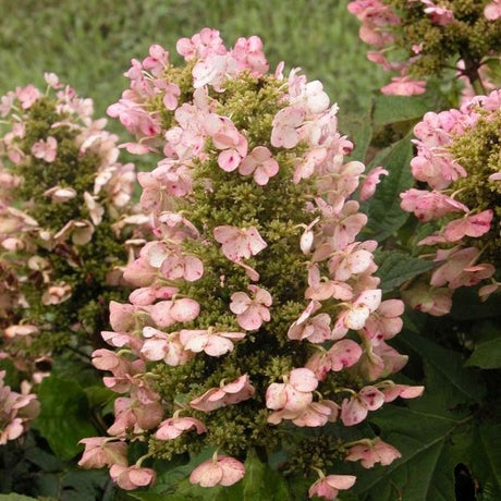 Munchkin Oakleaf Hydrangea - Nature Hills Nursery - #3 Container - 
