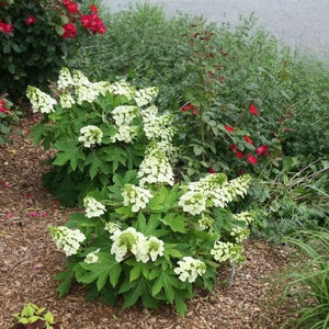 Munchkin Oakleaf Hydrangea - Nature Hills Nursery - #3 Container - 