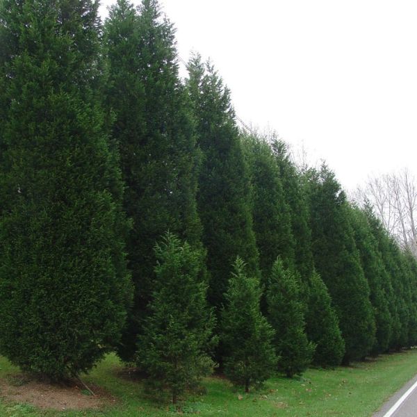 Murray Cypress Tree - Nature Hills Nursery - #5 Container 3 - 4 Feet - 
