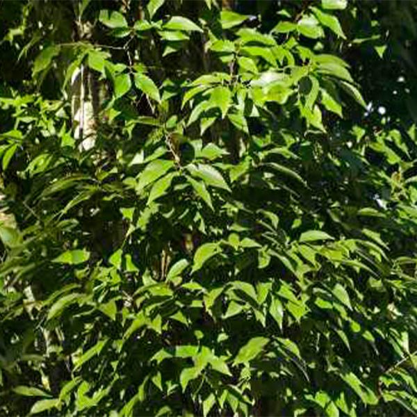 Musashino Zelkova - Nature Hills Nursery - #3 Container - 