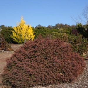 Mushroom Japanese Cedar - Nature Hills Nursery - #1 Container - 