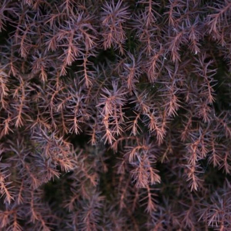 Mushroom Japanese Cedar - Nature Hills Nursery - #1 Container - 